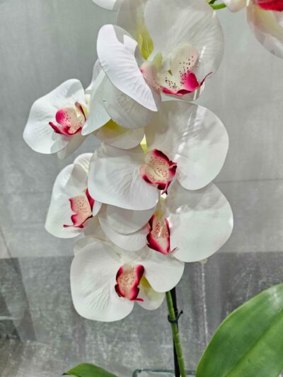 Orquídea Iceberg - Imagen 2