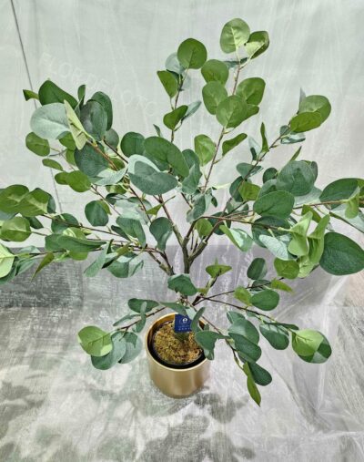 Planta de Eucalipto - Imagen 2