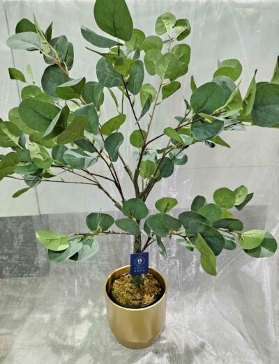 Planta de Eucalipto