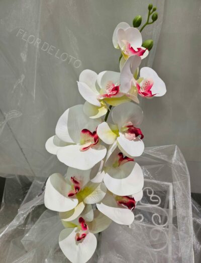 Orquídea Phalaenopsis