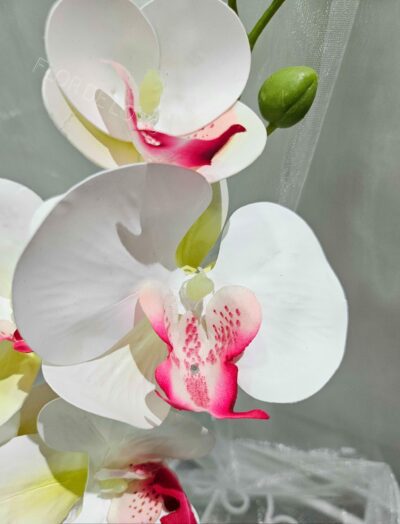 Orquídea Phalaenopsis - Imagen 2