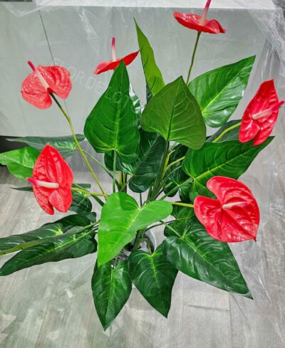 Anthurium Artificial