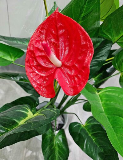 Anthurium Artificial - Imagen 2