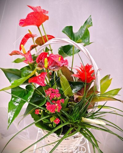 Centro de Plantas Fuego - Imagen 2