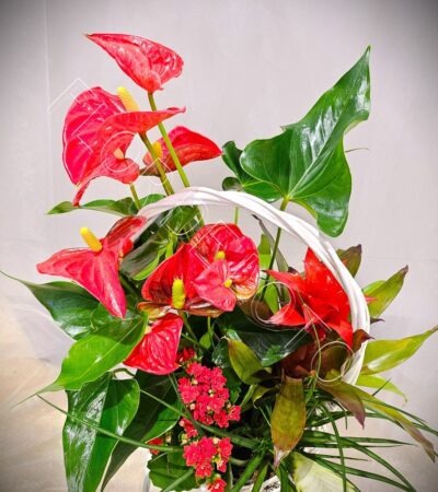 Centro de Plantas Fuego - Imagen 3