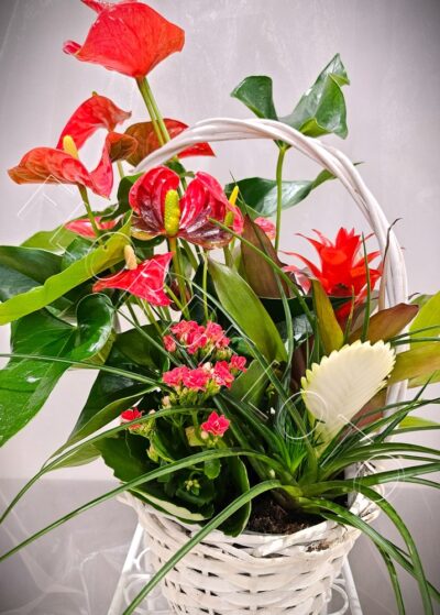 Centro de Plantas Fuego