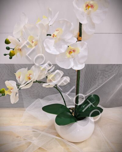 Planta de Orquídea Phalaenopsis - Imagen 2