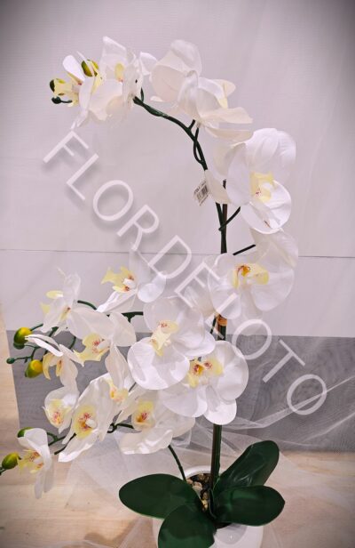 Planta de Orquídea Phalaenopsis