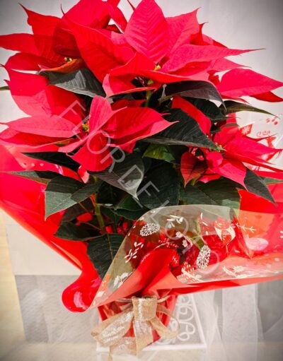 Poinsettia