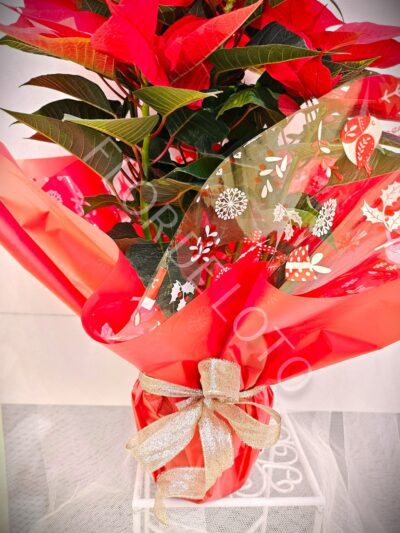 Poinsettia - Imagen 2