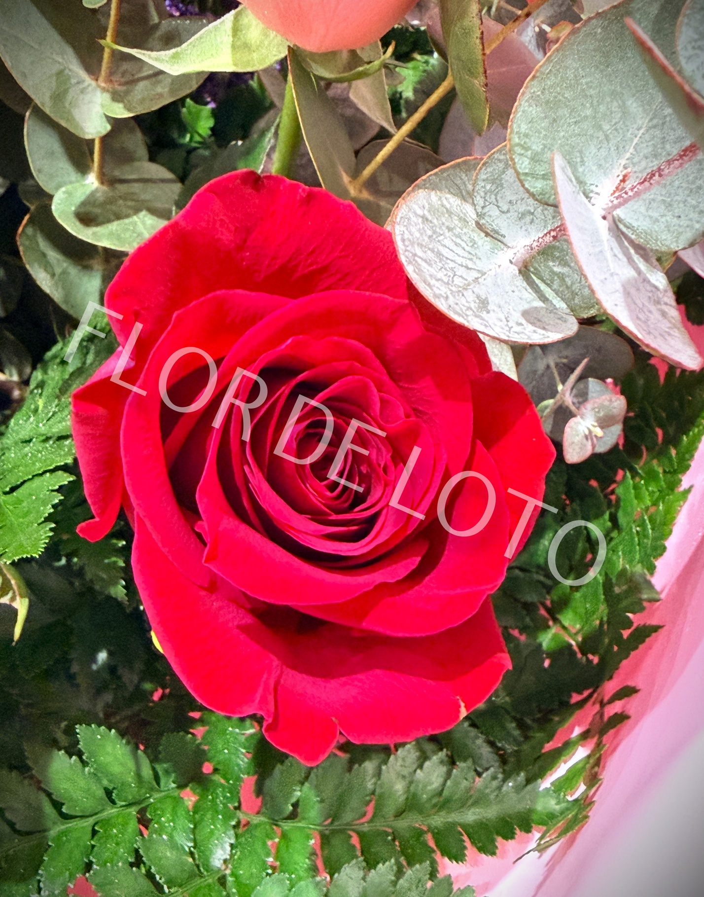 Ramo de 12 Rosas Multicolor - Imagen 5