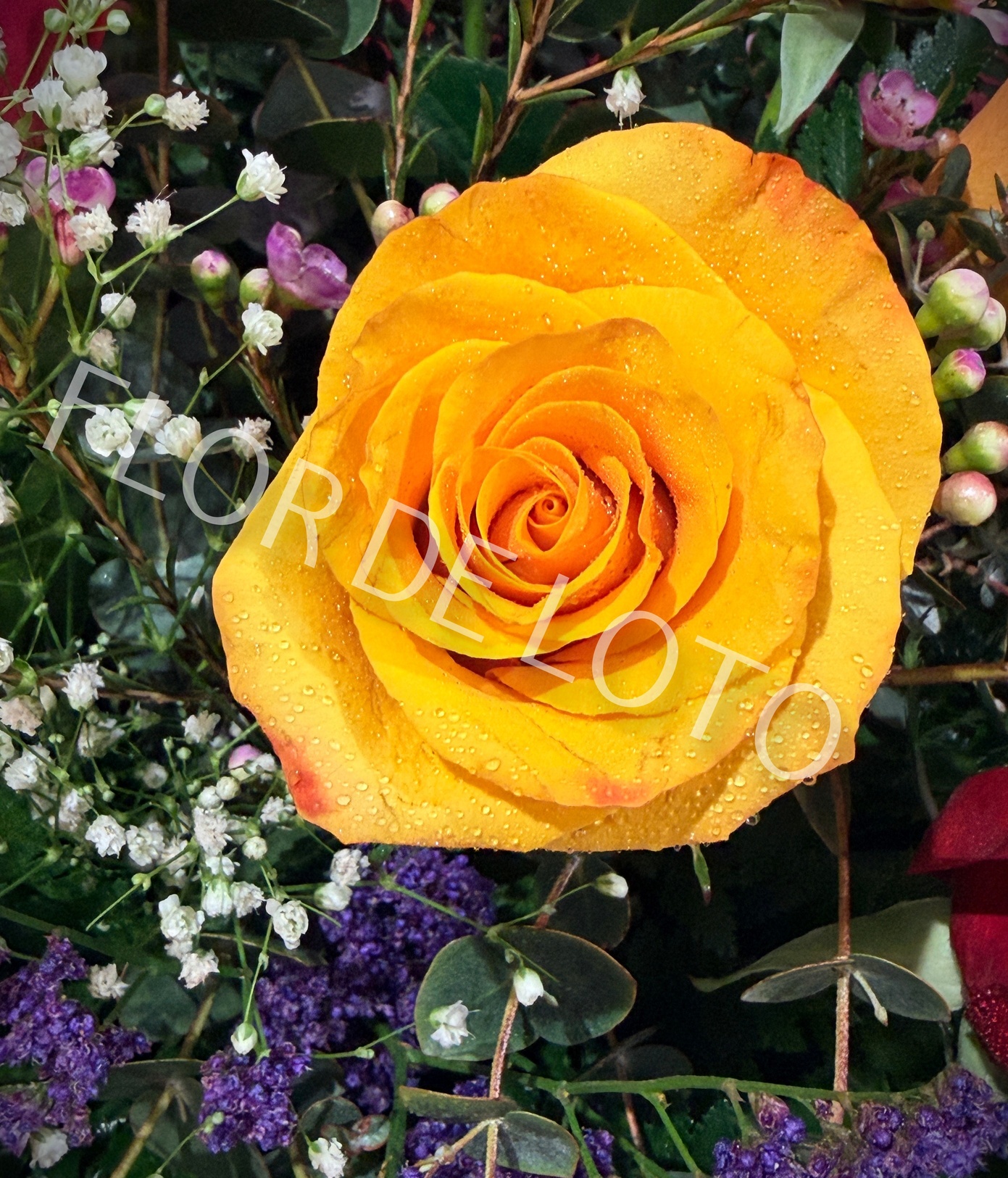 Ramo de 12 Rosas Multicolor - Imagen 6