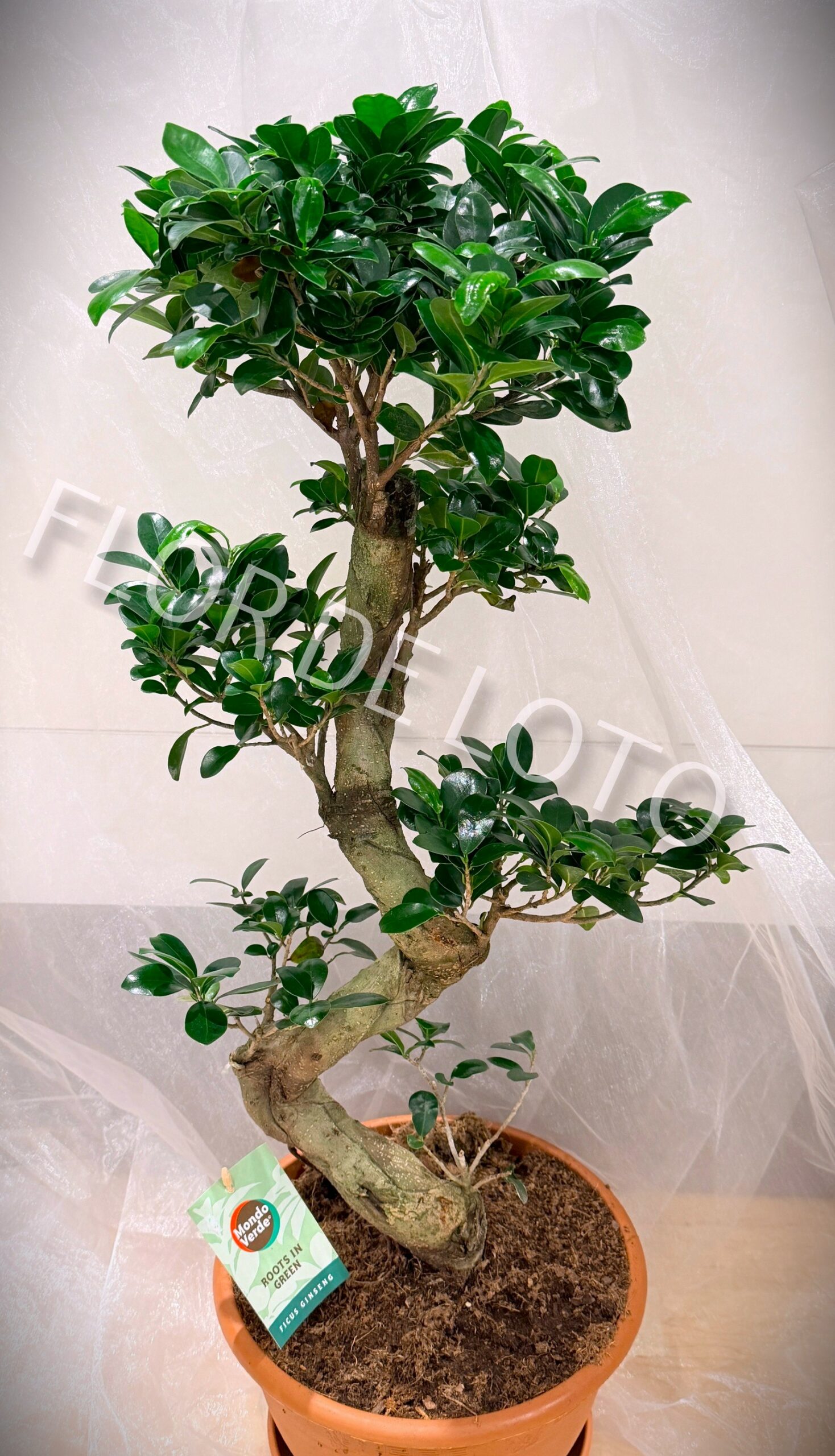 Bonsai Ficus Ginseng