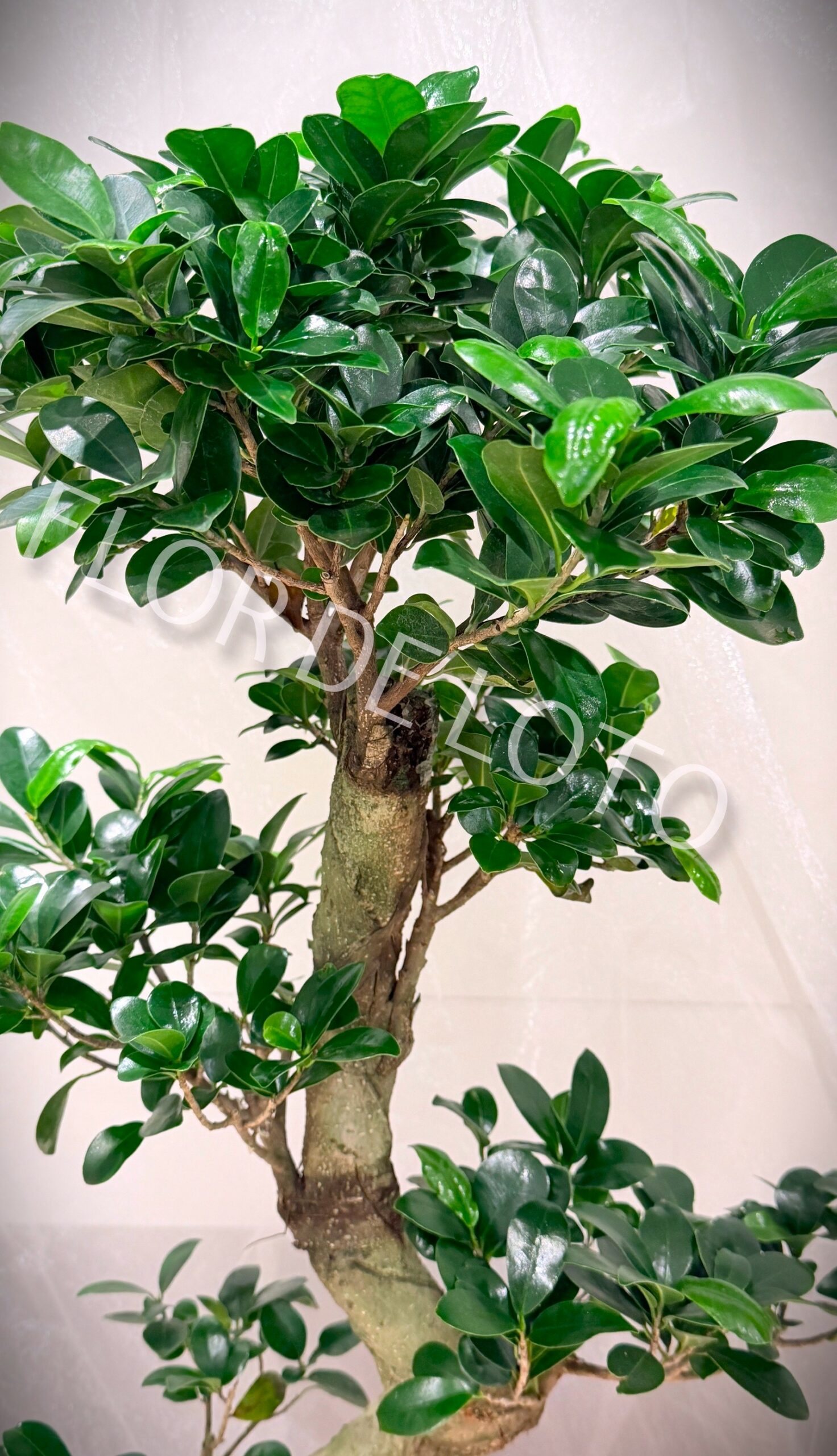Bonsai Ficus Ginseng - Imagen 2